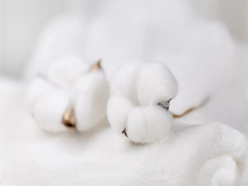 cotton cotton